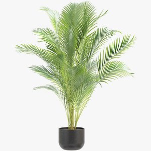 Areca Palm 005