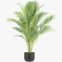 Areca Palm 005