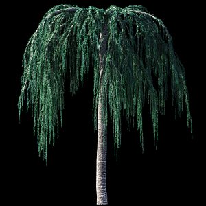 Cedrus Atlantica Glauca Pendula