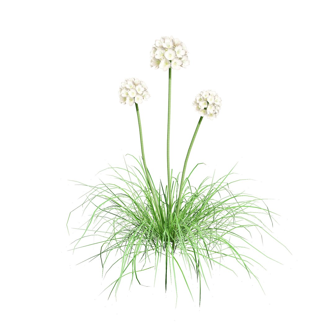 3D model White Thrift flowers 3d pack https://p.turbosquid.com/ts-thumb/il/heKMnu/Ro/albaarmeria_autumn/jpg/1705703028/1920x1080/fit_q87/f8dc72e573d216c4b2e1c6eeb601b7151f9e0479/albaarmeria_autumn.jpg