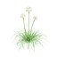 Weiße Thrift-Blumen 3D-Packung