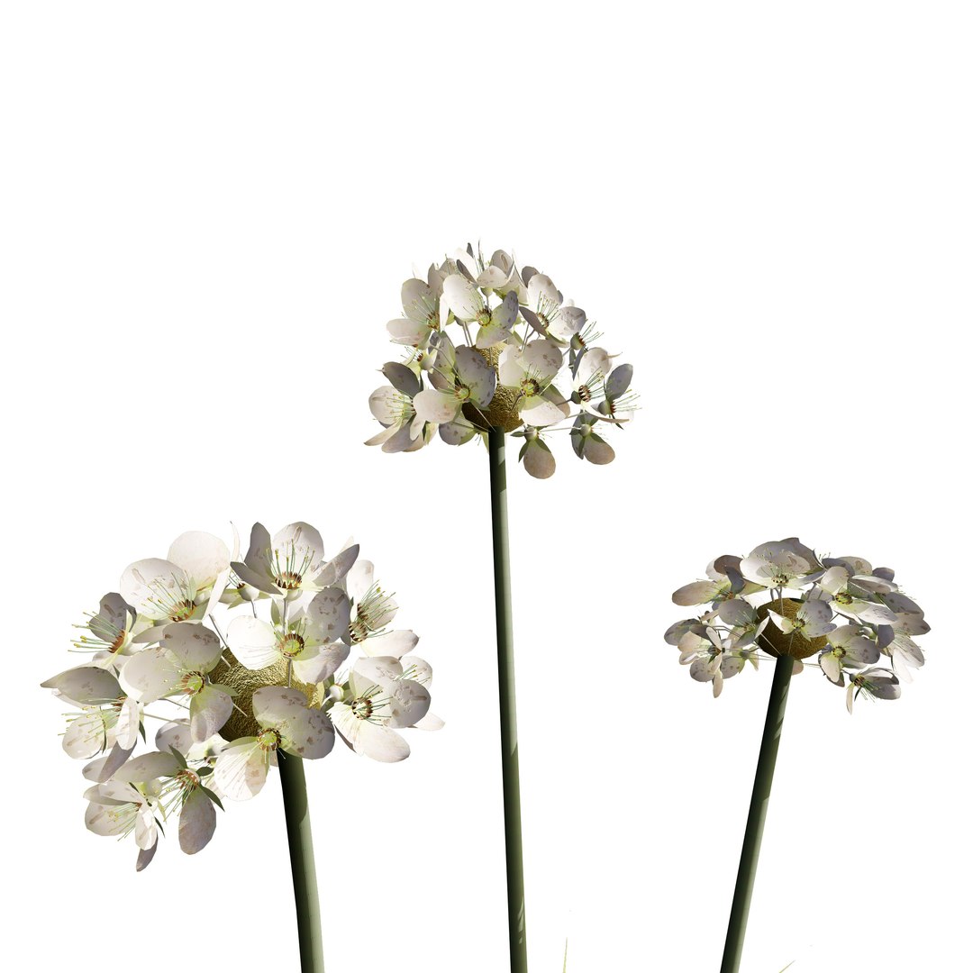3D model White Thrift flowers 3d pack https://p.turbosquid.com/ts-thumb/il/heKMnu/St/albaarmeria_winter02/jpg/1705703032/1920x1080/fit_q87/bb19d70803c8eafb1d0436f22c487c4deebebdf8/albaarmeria_winter02.jpg