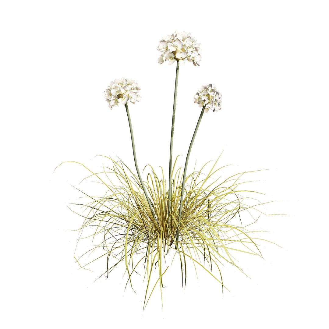 3D model White Thrift flowers 3d pack https://p.turbosquid.com/ts-thumb/il/heKMnu/ep/albaarmeria_winter/jpg/1705703035/1920x1080/fit_q87/cf0ab3921c0c7644f0d57dba16a38fc239ab9c68/albaarmeria_winter.jpg