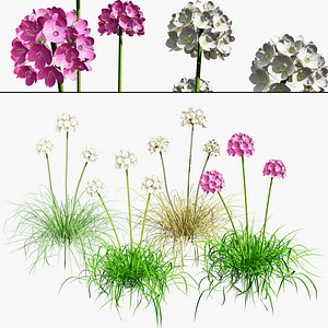3D model White Thrift flowers 3d pack