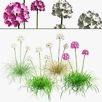 White Thrift flowers 3d pack