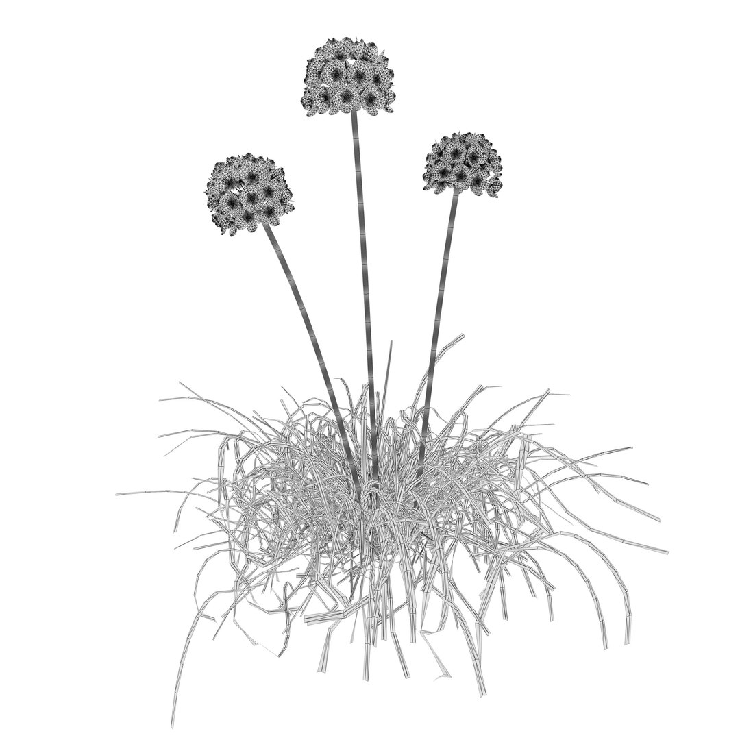 3D model White Thrift flowers 3d pack https://p.turbosquid.com/ts-thumb/il/heKMnu/pD/wire/jpg/1705703045/1920x1080/fit_q87/257f25735d45896a2fb163f65812e212014de7a2/wire.jpg