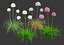 Weiße Thrift-Blumen 3D-Packung