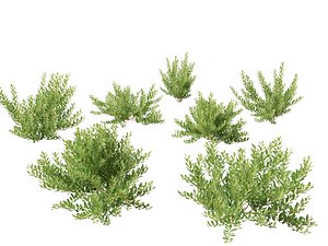 Prunus pumila Besseyi - Western Sand Cherry 3D