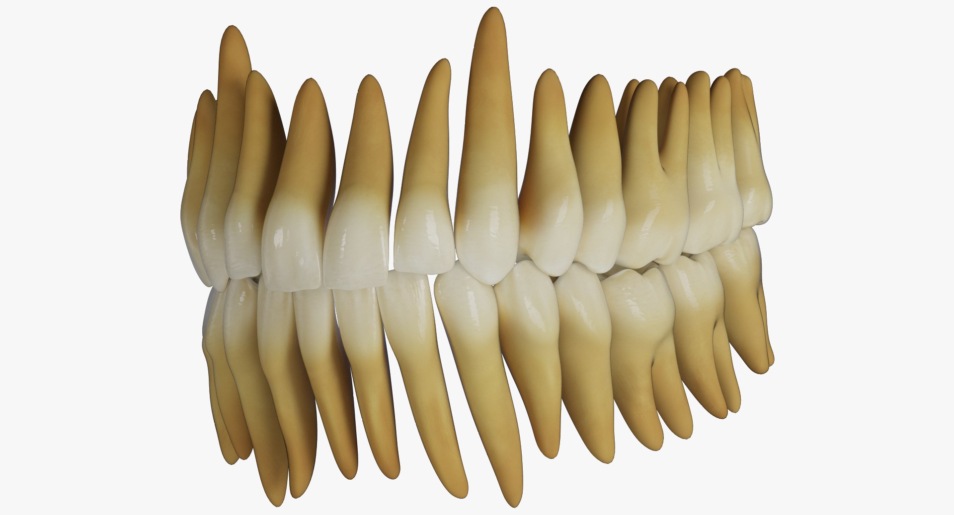 mouth realistic human model https://p.turbosquid.com/ts-thumb/il/rX5WOJ/GWYB8pBh/6/jpg/1492365542/1920x1080/fit_q87/880c3d573298e87e6df154b428b176ee3cd4b96b/6.jpg