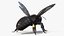Black Bee Fur