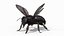 Black Bee Fur