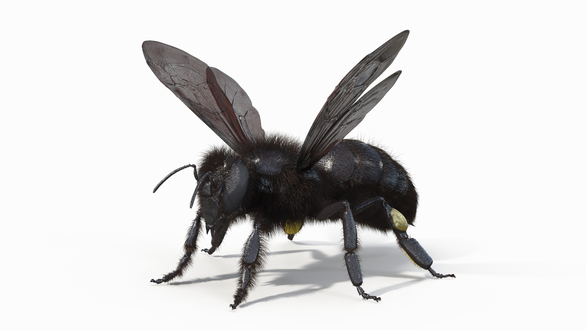 Black Bee Fur model https://p.turbosquid.com/ts-thumb/im/8SqFtB/IP/black_bee_fur_360/jpg/1757574057/1920x1080/turn_fit_q99/a4ebfd07ad517218bf0420fb1f3e5f3e7637bc3e/black_bee_fur_360-1.jpg