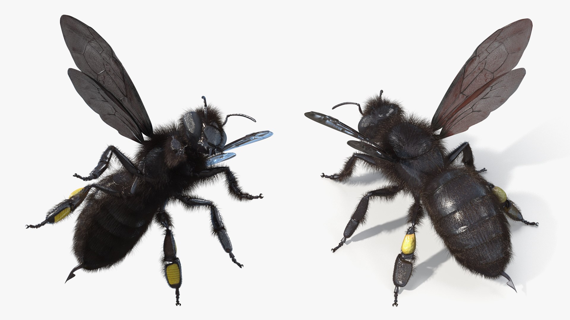 Black Bee Fur model https://p.turbosquid.com/ts-thumb/im/8SqFtB/KJ/black_bee_fur_003/jpg/1757574139/1920x1080/fit_q87/90c37dedb0e9a57a70628aabad10a12e8338b5da/black_bee_fur_003.jpg