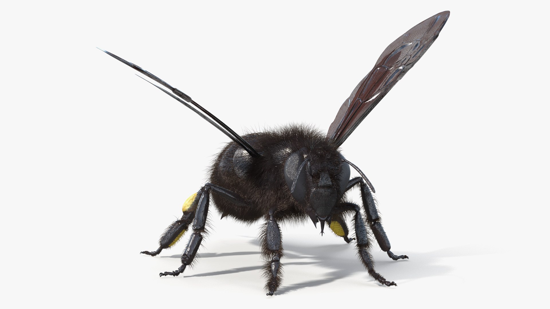 Black Bee Fur model https://p.turbosquid.com/ts-thumb/im/8SqFtB/N6/black_bee_fur_005/jpg/1757574148/1920x1080/fit_q87/cd4dc71b0e8021eb5e53fe8bab8f92aa691719eb/black_bee_fur_005.jpg