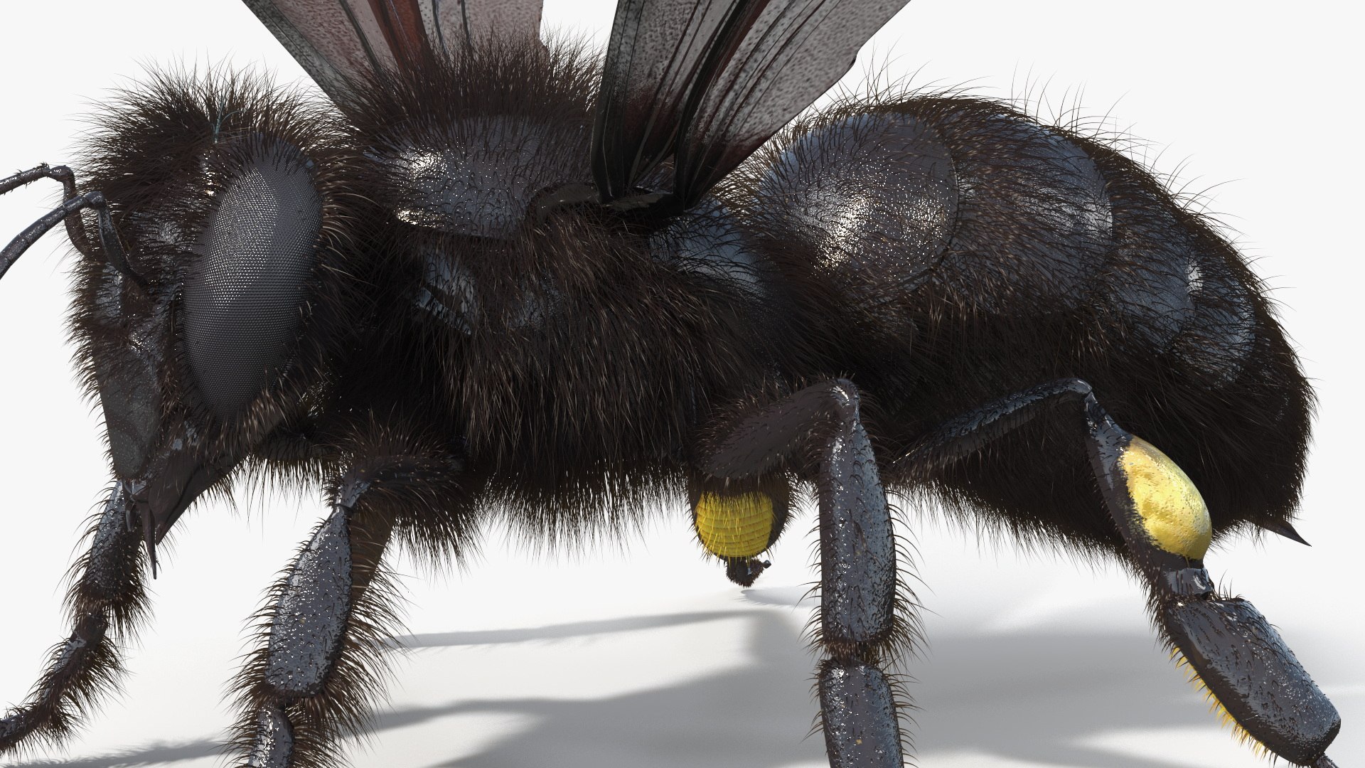 Black Bee Fur model https://p.turbosquid.com/ts-thumb/im/8SqFtB/gZ/black_bee_fur_007/jpg/1757574156/1920x1080/fit_q87/400f0f93f94396519babcc095f9f3d56c75755f7/black_bee_fur_007.jpg