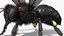 Black Bee Fur