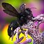 Black Bee Fur