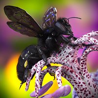 Black Bee Fur
