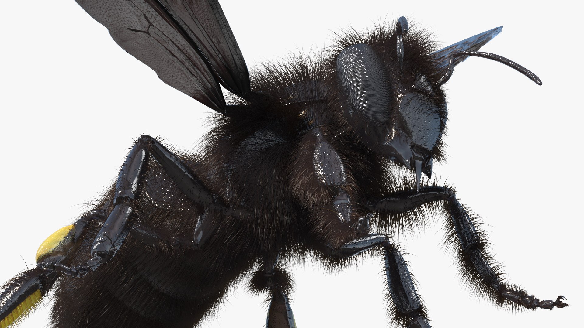 Black Bee Fur model https://p.turbosquid.com/ts-thumb/im/8SqFtB/y4/black_bee_fur_008/jpg/1757574160/1920x1080/fit_q87/ac8c5785ff41f73493a09651d6c8313b9abcbcec/black_bee_fur_008.jpg