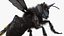 Black Bee Fur