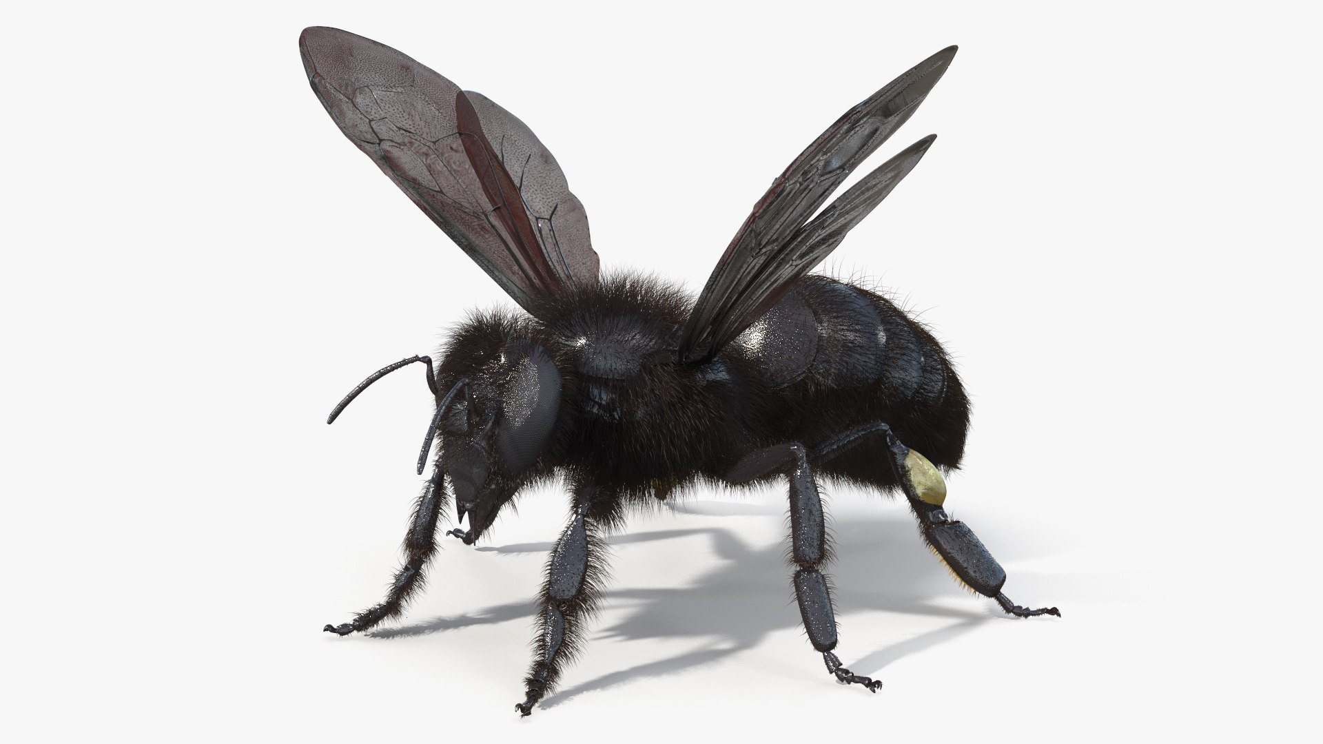 Black Bee Fur model https://p.turbosquid.com/ts-thumb/im/8SqFtB/yH/black_bee_fur_004/jpg/1757574144/1920x1080/fit_q87/4c9a18f992f66b1b0abd559746ec34b90a9eba84/black_bee_fur_004.jpg