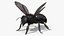 Black Bee Fur