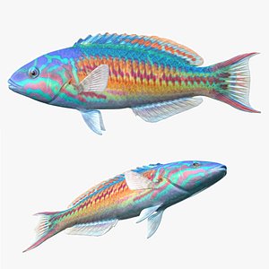 3D Rainbow Wrasse Fish