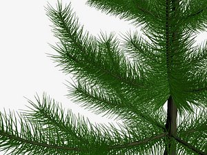 fir-tree