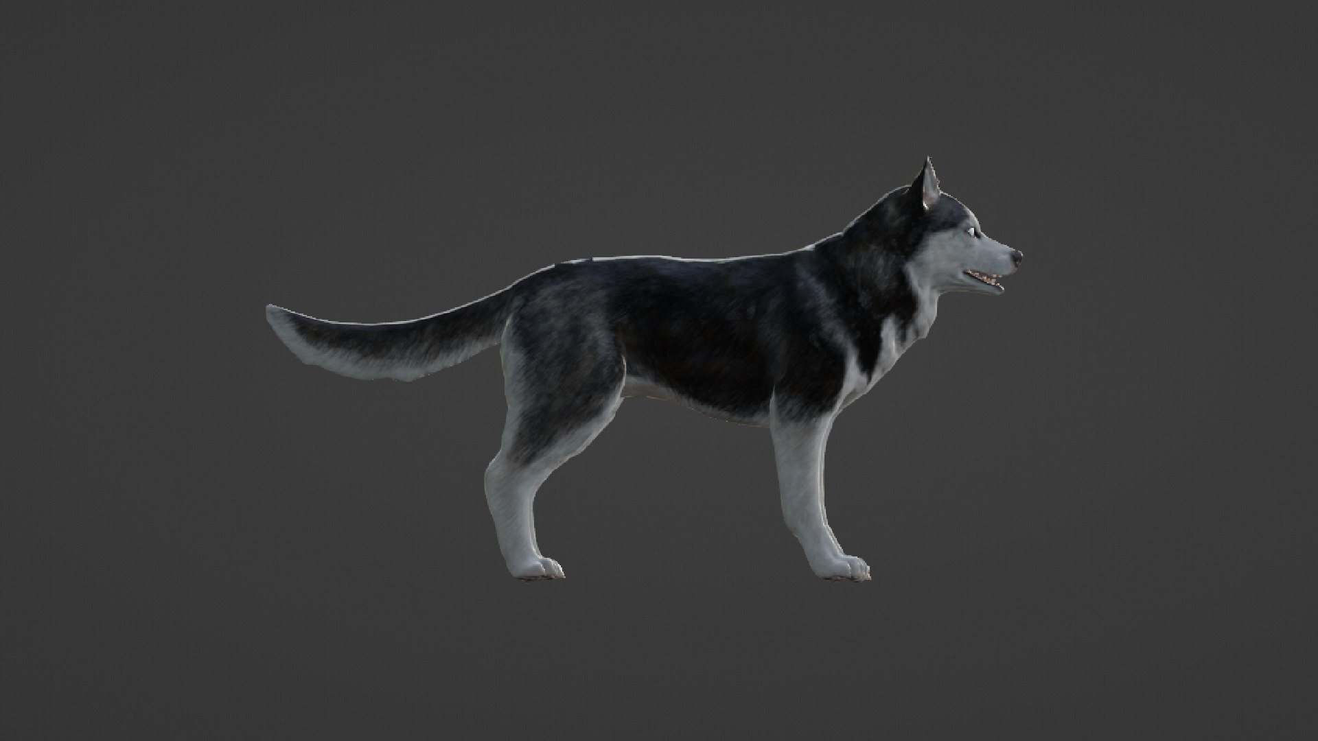Wolf 3D https://p.turbosquid.com/ts-thumb/im/dxSPfo/9v/untitled1/jpg/1655121584/1920x1080/fit_q87/5baeb64c6833ce91d7ee7e021502769e890051be/untitled1.jpg