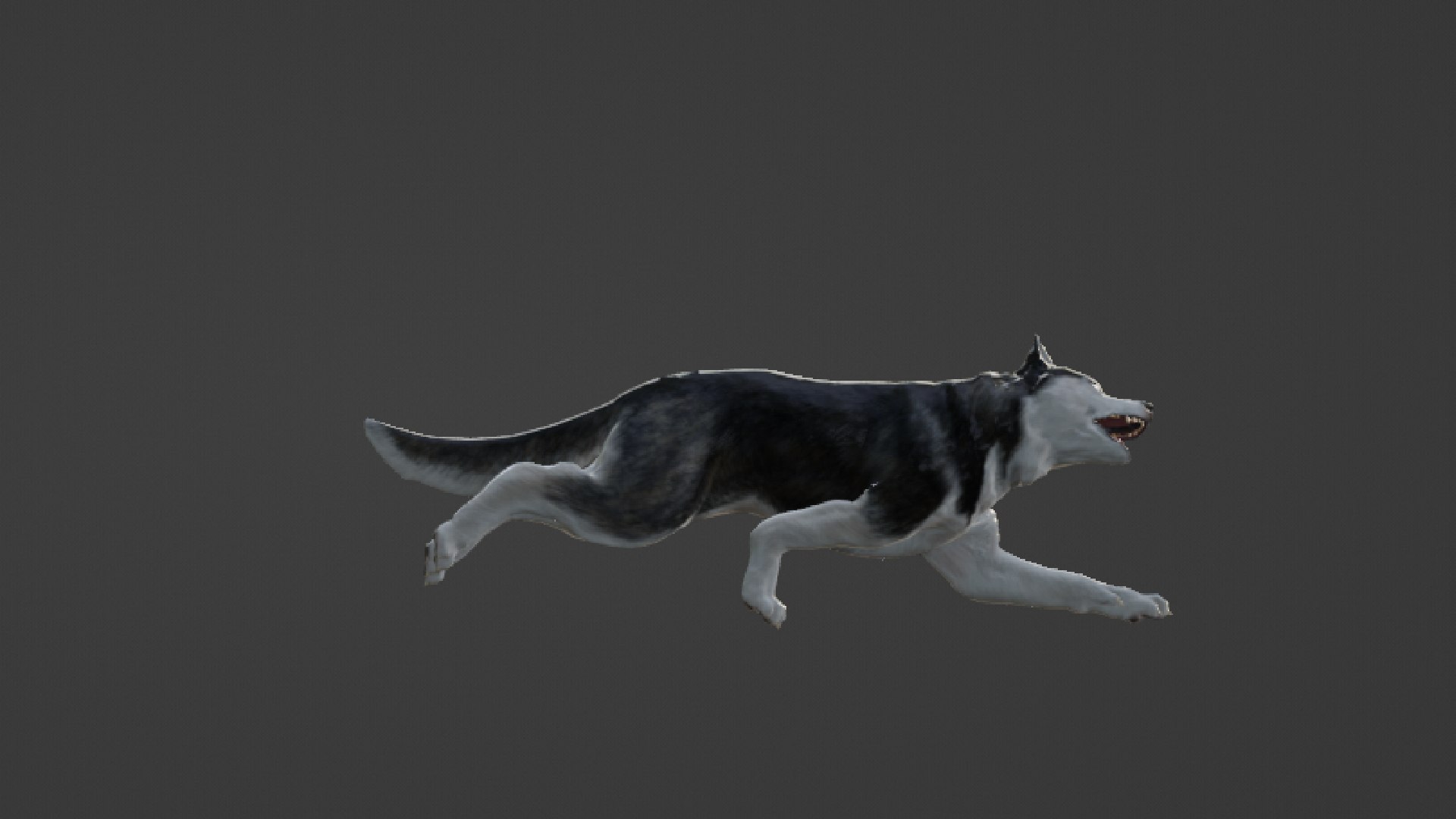 Wolf 3D https://p.turbosquid.com/ts-thumb/im/dxSPfo/Wc/untitled21/jpg/1655121653/1920x1080/fit_q87/6f778bf7e70225b9d90c06cbb1e914b01ed3ef15/untitled21.jpg