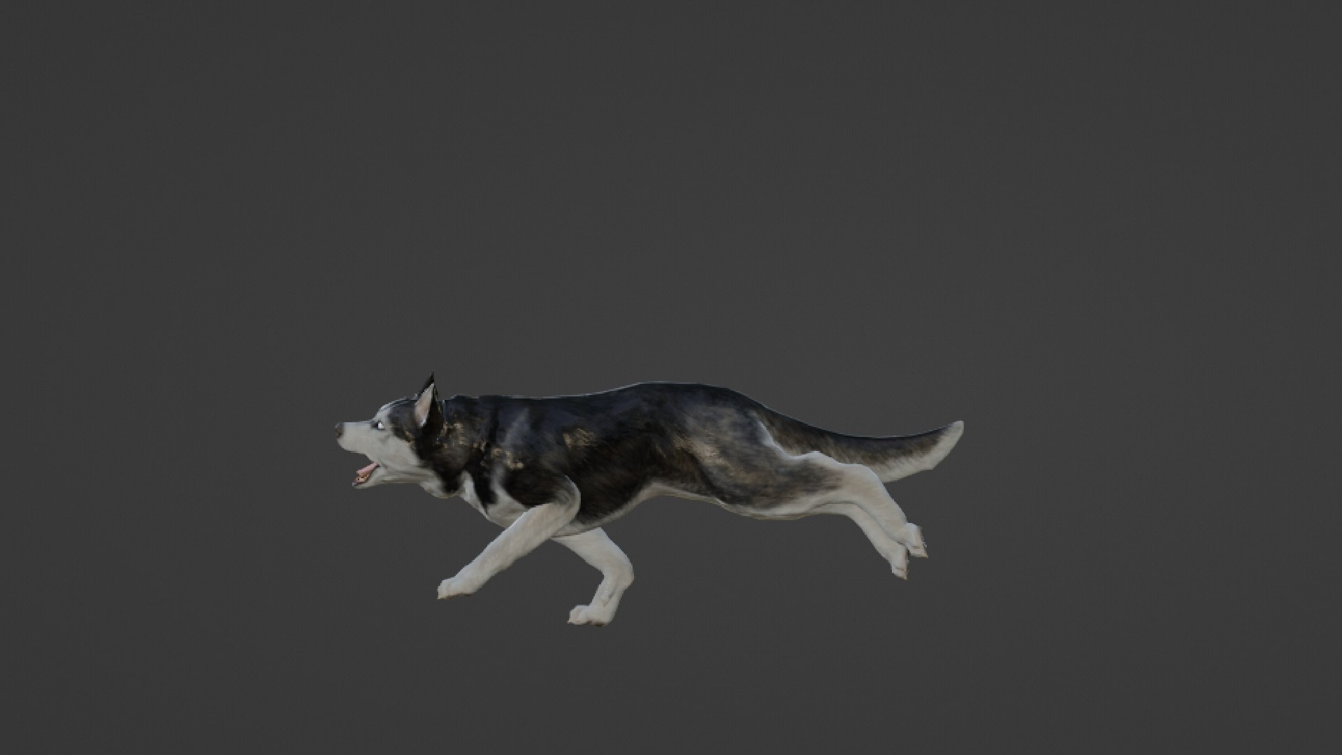Wolf 3D https://p.turbosquid.com/ts-thumb/im/dxSPfo/qk/untitled22/jpg/1655121654/1920x1080/fit_q87/7adb8a91bc70acee0447b39365a5c67bd97b7f52/untitled22.jpg
