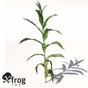 xfrogplants sorghum 3d model