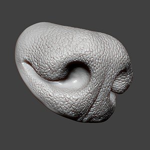 Dog Nose ZBrush Sculpt