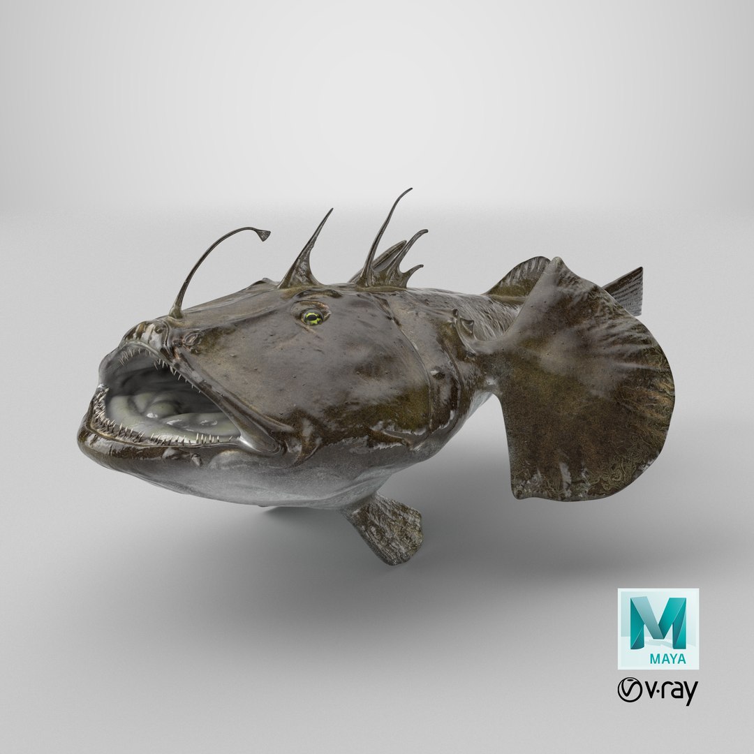 Lophius Piscatorius model https://p.turbosquid.com/ts-thumb/in/EejyPx/3D/stemcell_maya_vray_render/png/1717507833/1920x1080/fit_q87/1acf834636183f08dc718def87dd9009f053bbca/stemcell_maya_vray_render.jpg