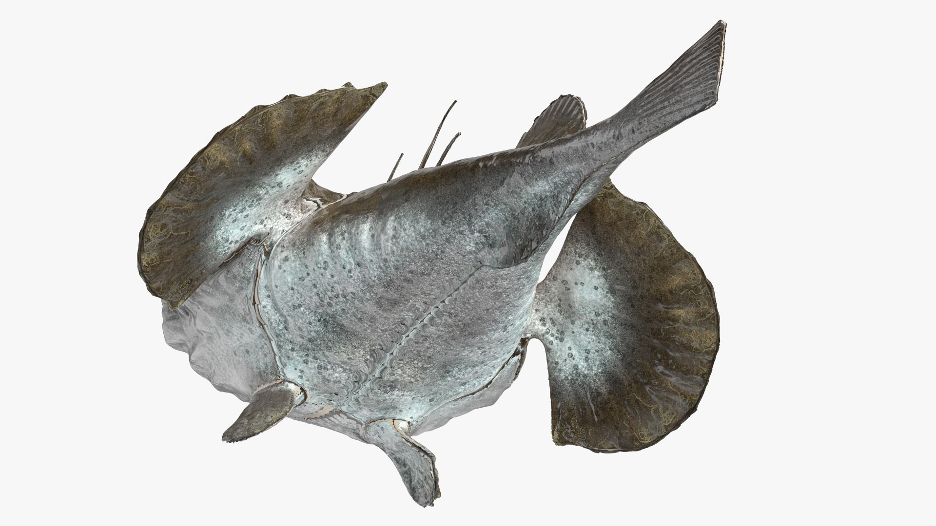 Lophius Piscatorius model https://p.turbosquid.com/ts-thumb/in/EejyPx/4s/lophiuspiscatoriusmb3dmodel017/jpg/1715641677/1920x1080/fit_q87/515b1c843f92b0270e4b68012a193070dc3b8cc4/lophiuspiscatoriusmb3dmodel017.jpg