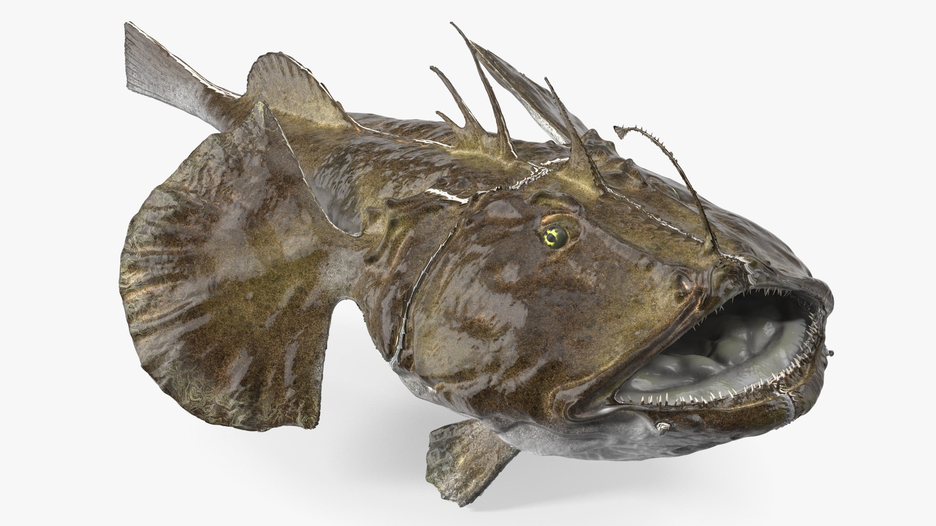 Lophius Piscatorius 3D model preview