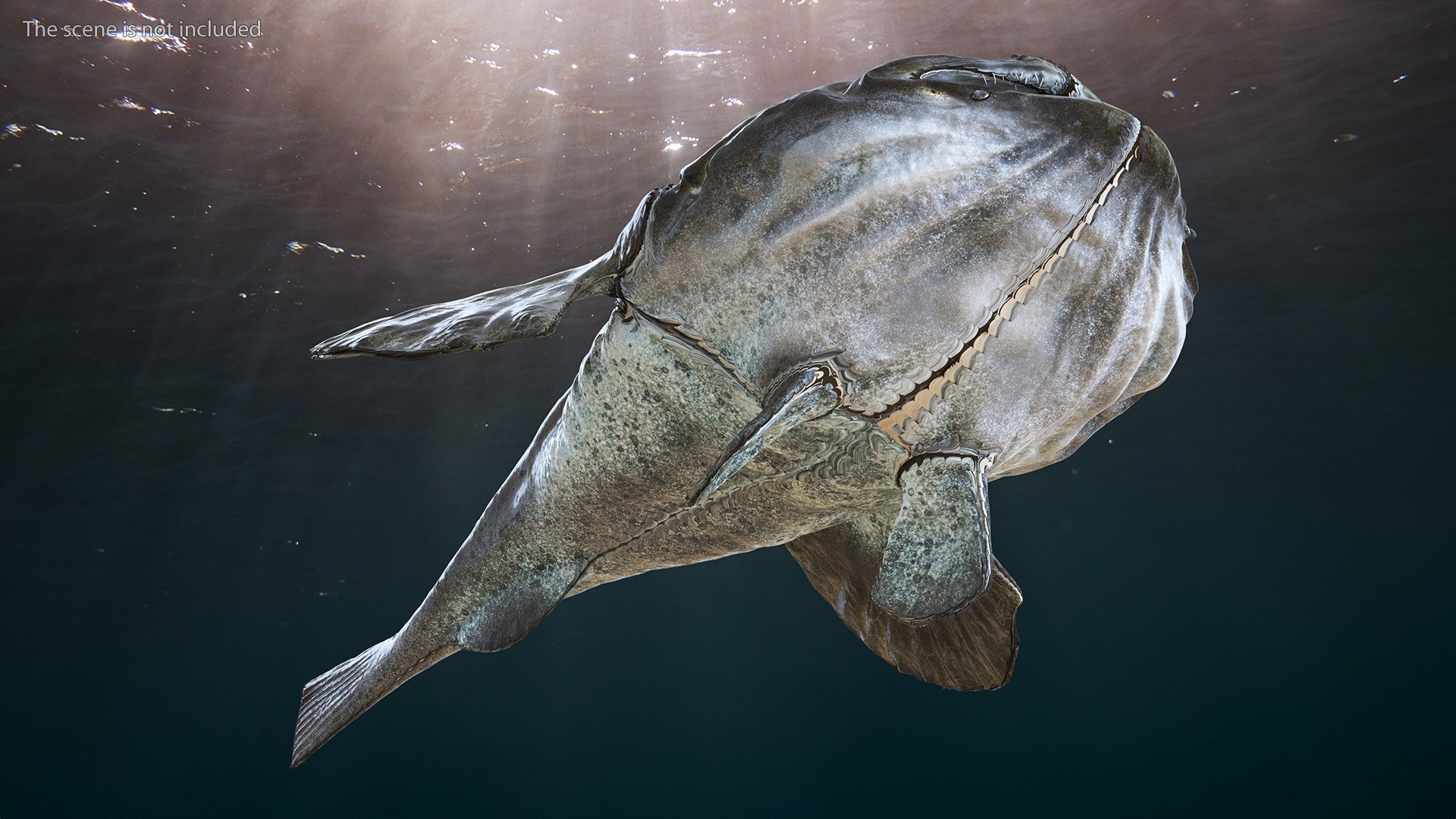 Lophius Piscatorius model https://p.turbosquid.com/ts-thumb/in/EejyPx/Hh/lophiuspiscatoriusmb3dmodel004/jpg/1715641638/1920x1080/fit_q87/4f7e24f81b6dd910377b29119d5bd0bc9b05d026/lophiuspiscatoriusmb3dmodel004.jpg