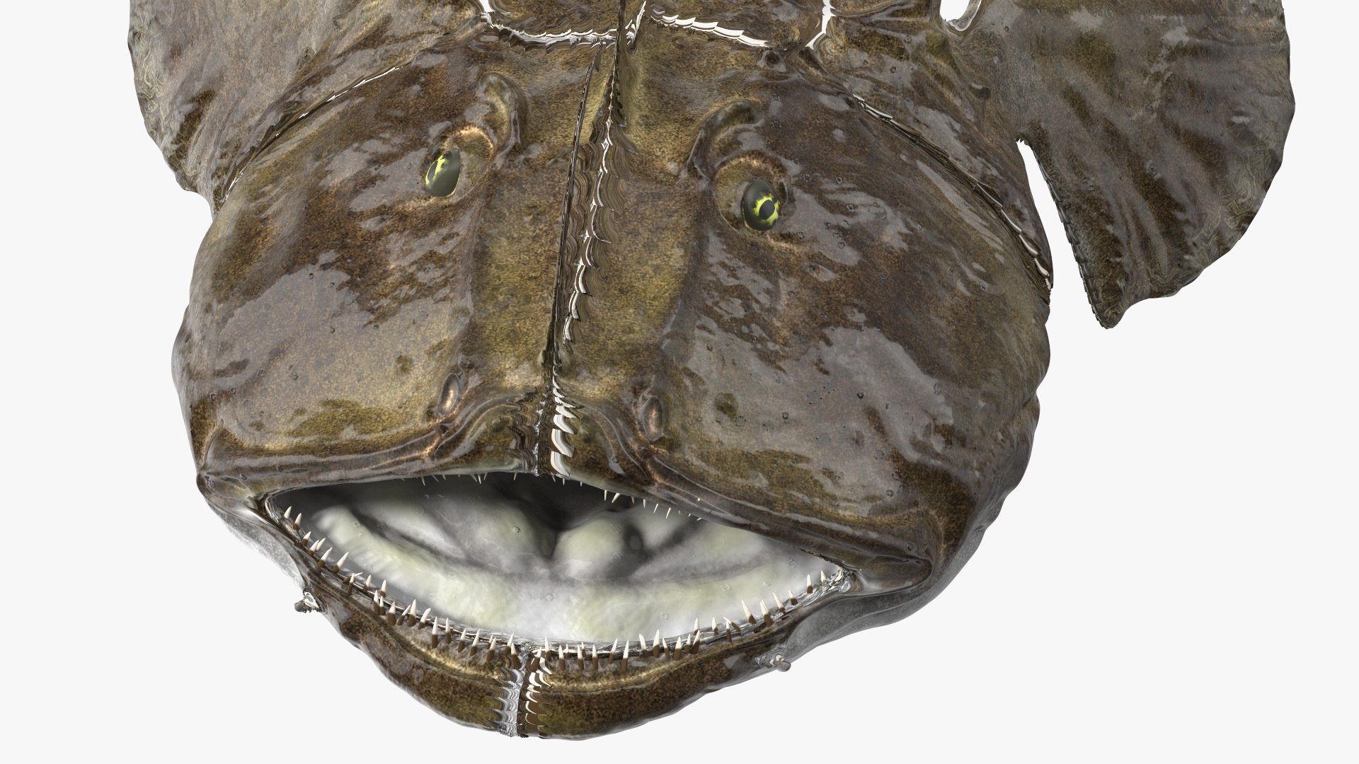 Lophius Piscatorius model https://p.turbosquid.com/ts-thumb/in/EejyPx/Mj/lophiuspiscatoriusmb3dmodel016/jpg/1715641674/1920x1080/fit_q87/789bce03c3bc4f6dc654e2da6abe324b6b552fb2/lophiuspiscatoriusmb3dmodel016.jpg
