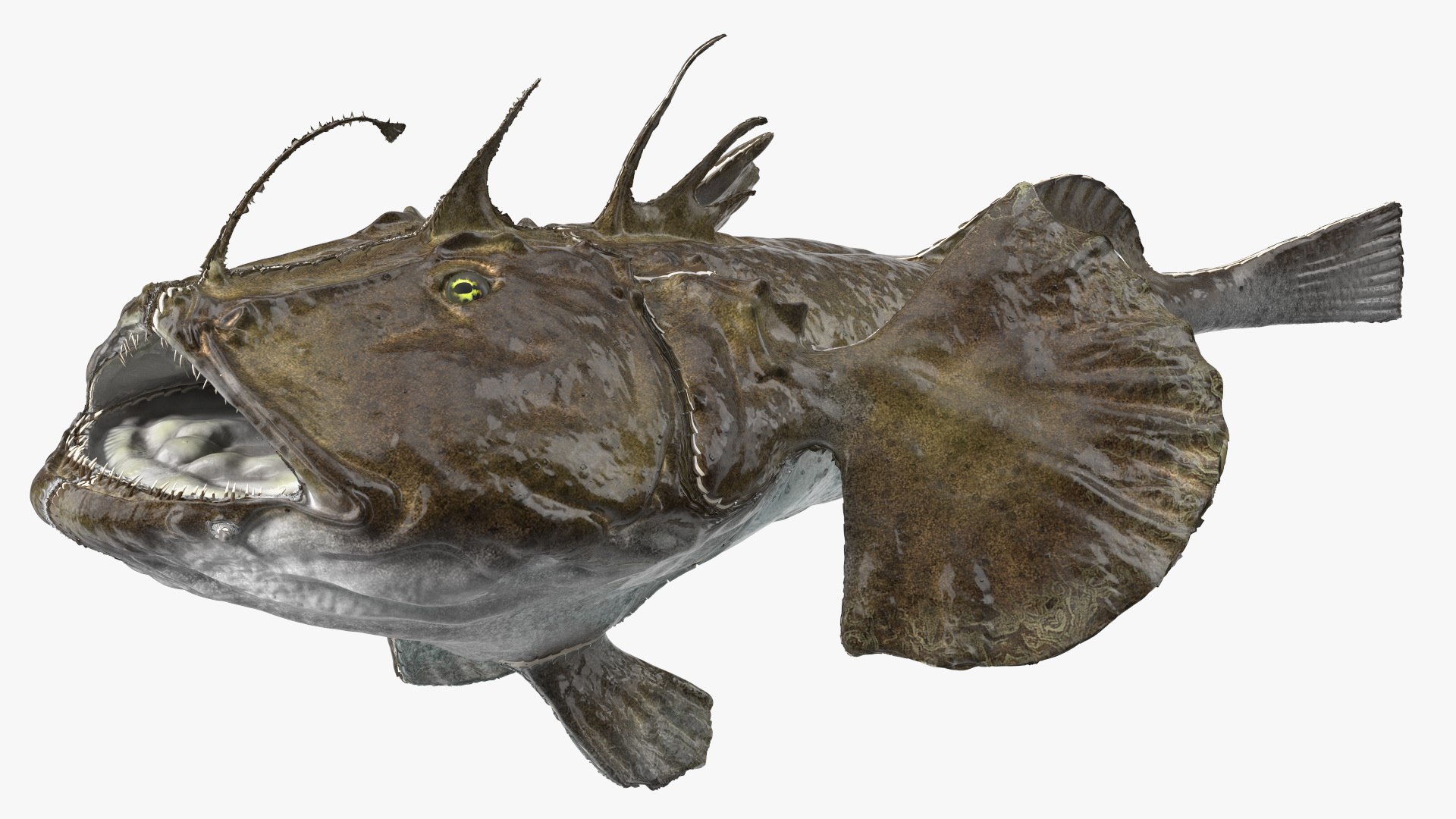 Lophius Piscatorius model https://p.turbosquid.com/ts-thumb/in/EejyPx/Pw/lophiuspiscatoriusmb3dmodel011/jpg/1715641659/1920x1080/fit_q87/55ec655ff5b449bb7e1197ed9861a05e0e11f94a/lophiuspiscatoriusmb3dmodel011.jpg