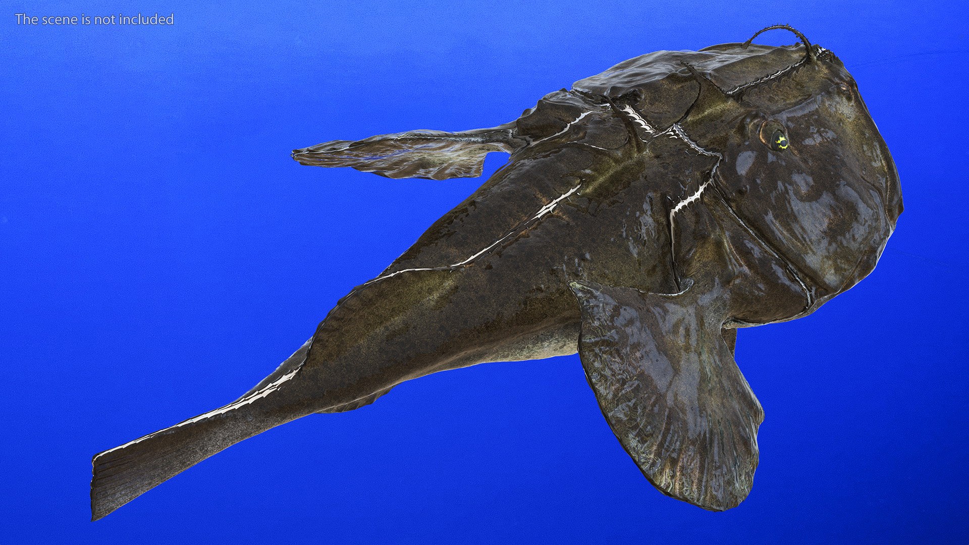 Lophius Piscatorius model https://p.turbosquid.com/ts-thumb/in/EejyPx/To/lophiuspiscatoriusmb3dmodel005/jpg/1715641641/1920x1080/fit_q87/c0b2ee590e25591ebf3fbdb8faa9873450c554c3/lophiuspiscatoriusmb3dmodel005.jpg