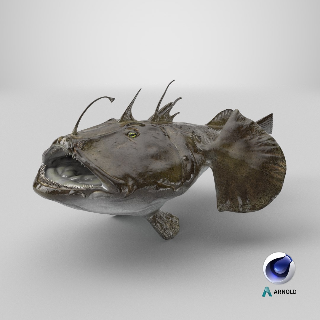 Lophius Piscatorius model https://p.turbosquid.com/ts-thumb/in/EejyPx/aN/stemcell_cinema_4d_arnold_render/png/1717507835/1920x1080/fit_q87/bad3c28f5f0f0b676a955508928c840ab219547a/stemcell_cinema_4d_arnold_render.jpg