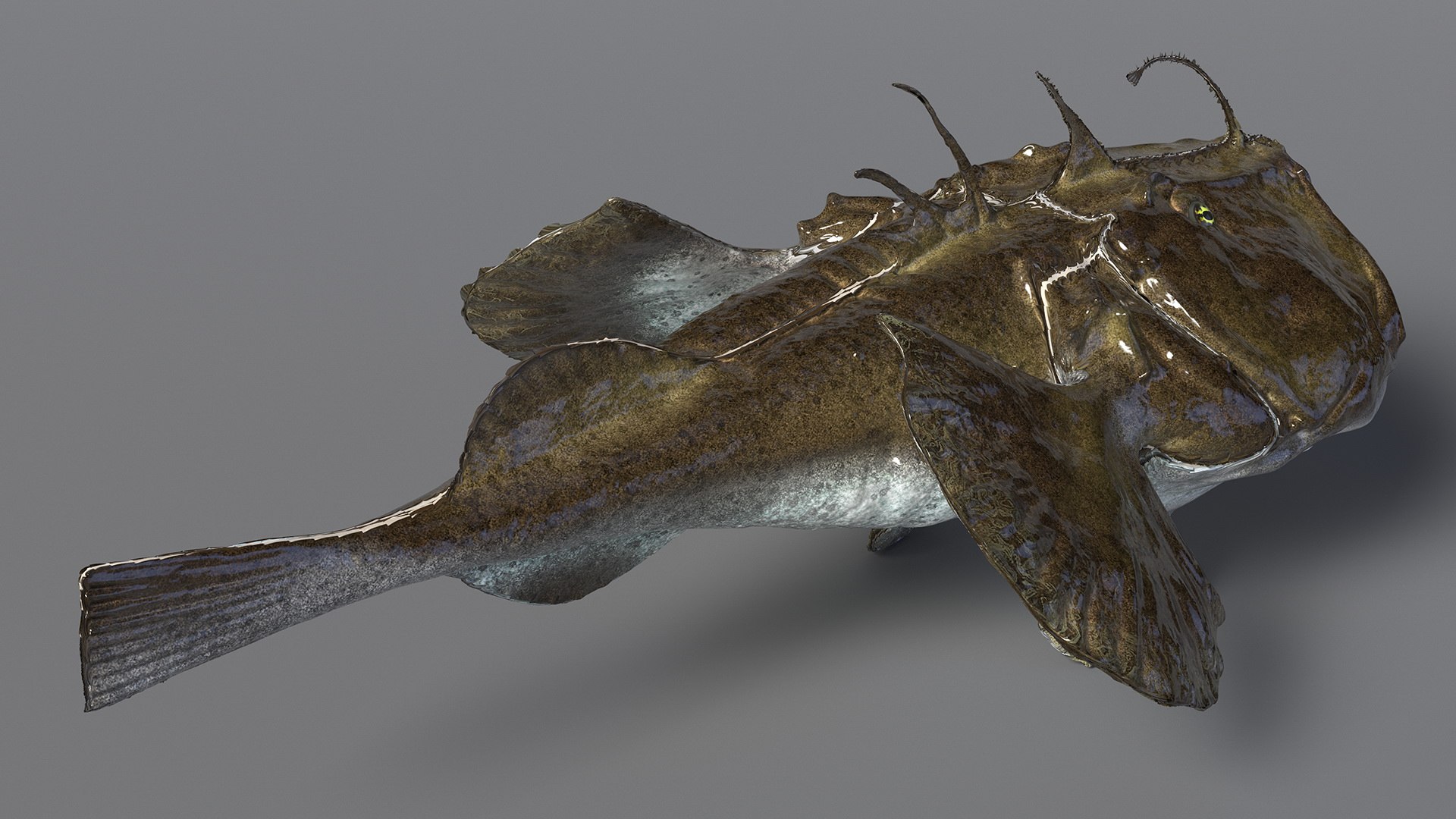 Lophius Piscatorius model https://p.turbosquid.com/ts-thumb/in/EejyPx/ie/lophiuspiscatoriusmb3dmodel009/jpg/1715641653/1920x1080/fit_q87/9daa145f37dd7e75014df2f3ddb32f2a4a90b866/lophiuspiscatoriusmb3dmodel009.jpg