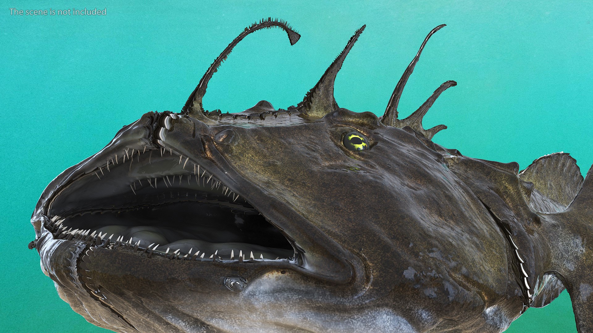 Lophius Piscatorius model https://p.turbosquid.com/ts-thumb/in/EejyPx/rF/lophiuspiscatoriusmb3dmodel007/jpg/1715641647/1920x1080/fit_q87/46b122086a4130c9c603b2407d5839eb03b76235/lophiuspiscatoriusmb3dmodel007.jpg