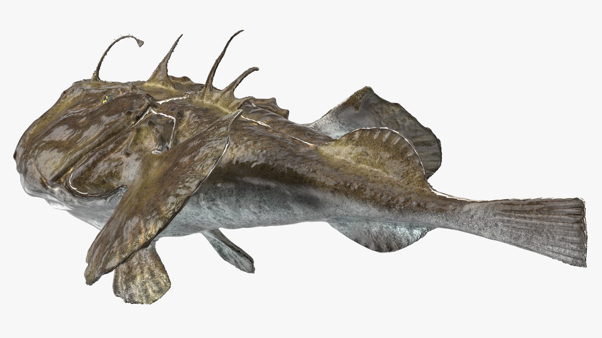 Lophius Piscatorius model https://p.turbosquid.com/ts-thumb/in/EejyPx/tg/lophiuspiscatoriusmb3dmodel012/jpg/1715641662/1920x1080/fit_q87/7bee0f1bcbf289bdb7ec300a0b37daaa4dadc958/lophiuspiscatoriusmb3dmodel012.jpg