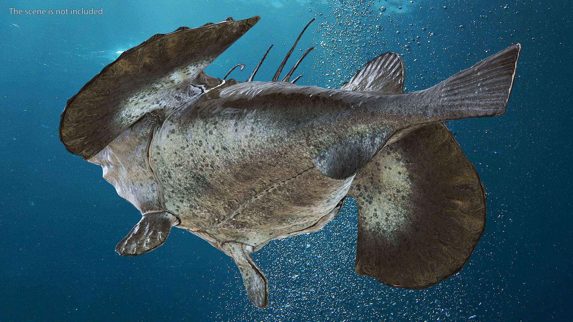 Lophius Piscatorius model https://p.turbosquid.com/ts-thumb/in/EejyPx/ud/lophiuspiscatoriusmb3dmodel006/jpg/1715641644/1920x1080/fit_q87/13418e83556830403d97f7b6a82c36391703425e/lophiuspiscatoriusmb3dmodel006.jpg
