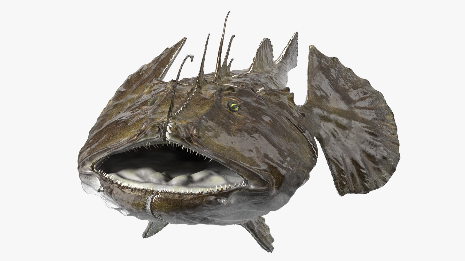 Lophius Piscatorius model https://p.turbosquid.com/ts-thumb/in/EejyPx/wN/lophiuspiscatoriusmb3dmodel010/jpg/1715641656/1920x1080/fit_q87/b923e3e2fb991e83f6c01696a95be6247a1de341/lophiuspiscatoriusmb3dmodel010.jpg