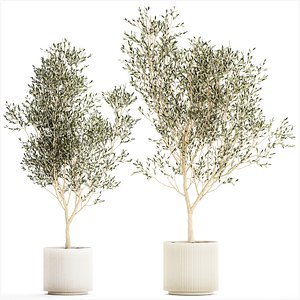 Beautiful Olive Elaeagnus Trees in Flower Pot for Interior 1227