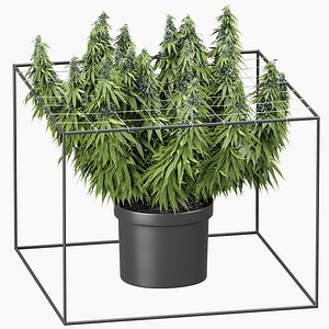 3D FLOWER PACK 251 CANNABIS model