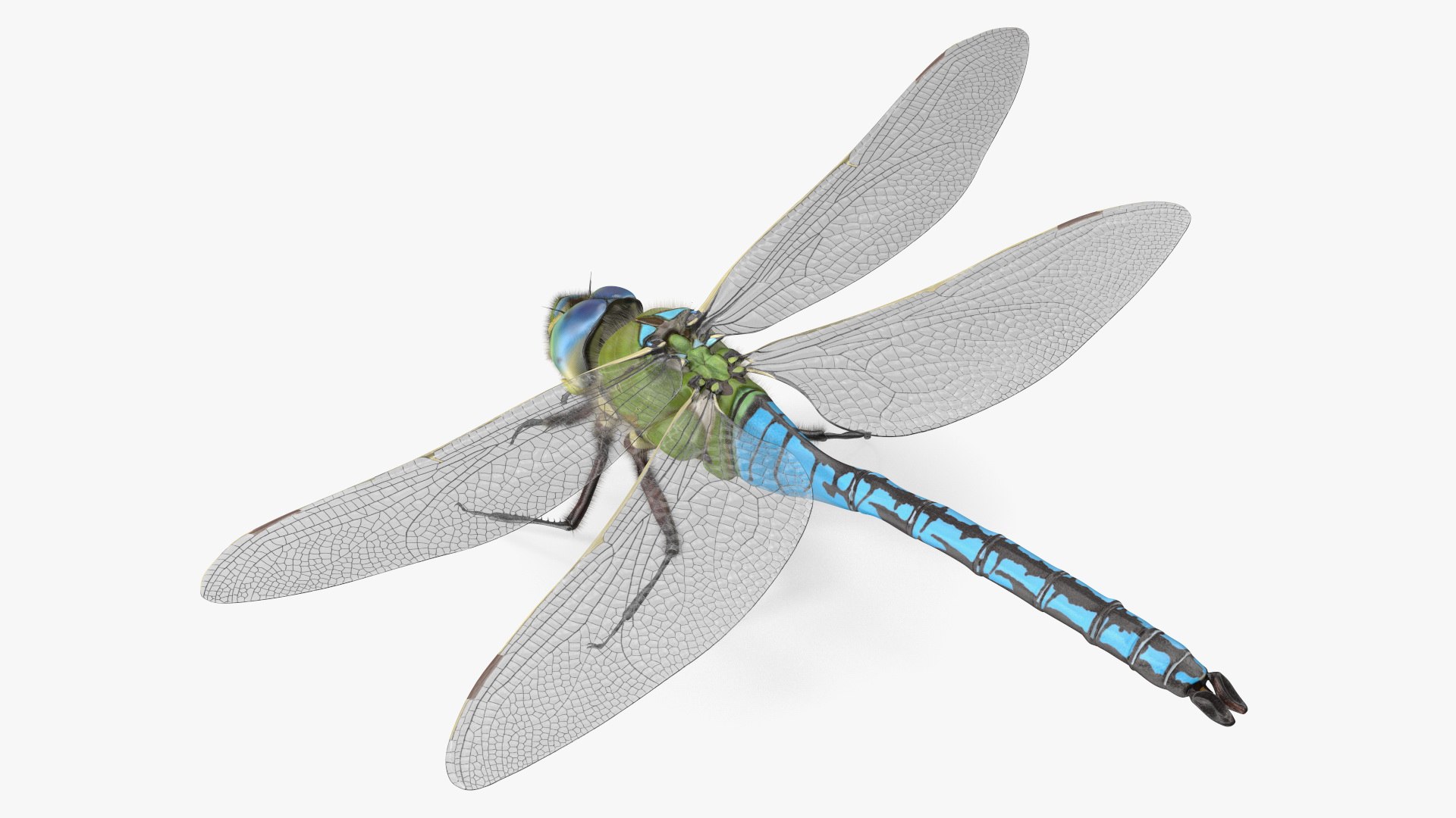 Dragonfly Fur Rigged 3D model preview