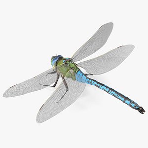 Dragonfly Fur Rigged 3D model